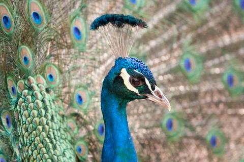 Peacock Stock Photos