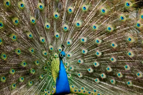 Peacock Stock Photos