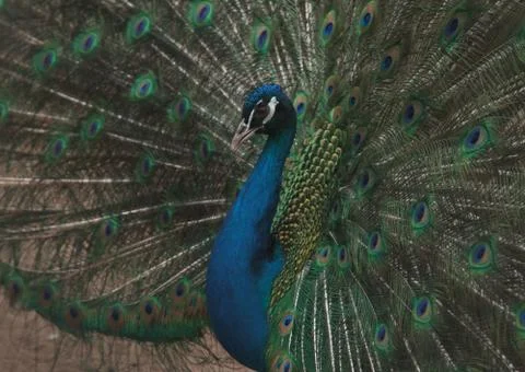 Peacock Stock Photos