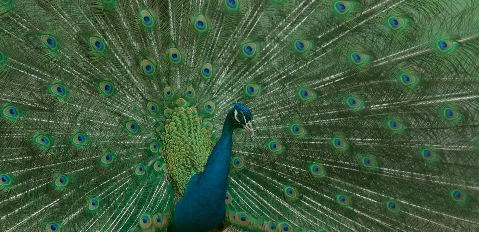 Peacock Stock Photos