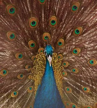 Peacock Stock Photos