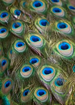 Peacock Stock Photos