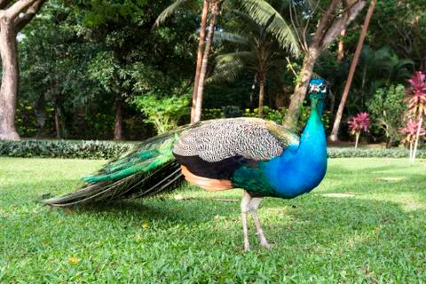 Peacock Stock Photos