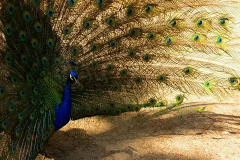Peacock Stock Photos