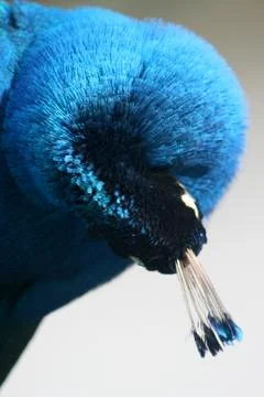 Peacock Stock Photos