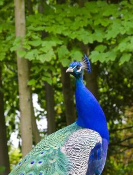 Peacock Stock Photos