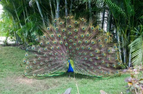 Peacock Stock Photos