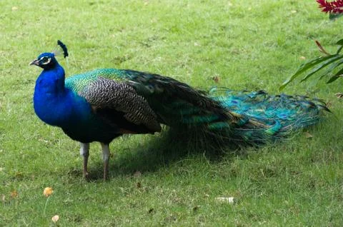 Peacock Foto stock