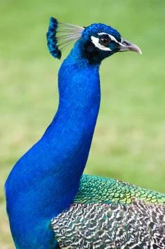 Peacock Stock-Fotos