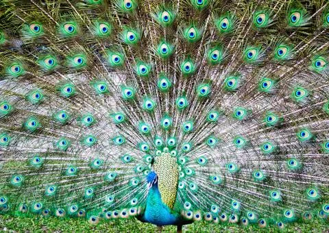 Peacock Stock Photos