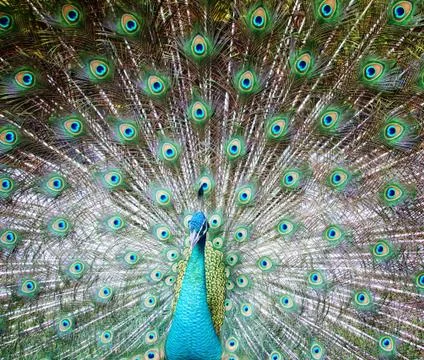 Peacock Stock Photos