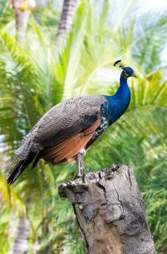 Peacock Foto stock