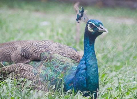 Peacock Stock Photos