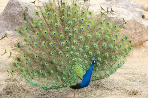 Peacock Stock Photos
