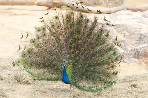 Peacock Stockfoto's