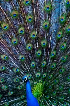 Peacock Stock Photos