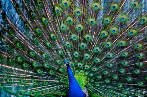 Peacock Stock Photos
