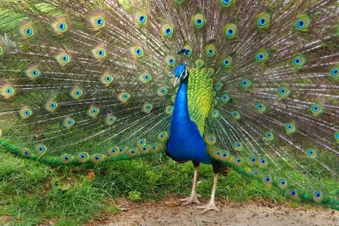Peacock Stock Photos