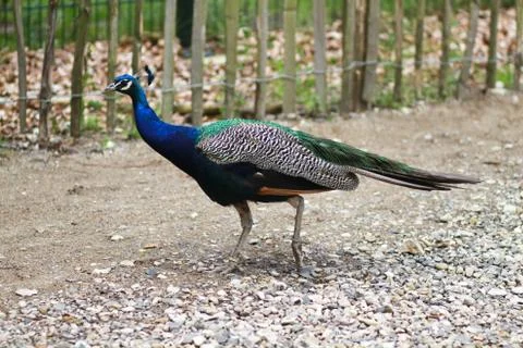 Peacock Stock Photos