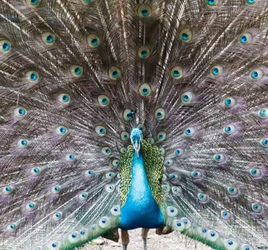 Peacock Foto stock