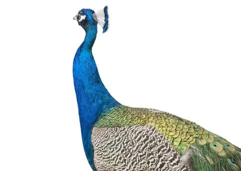 The peacock Stock Photos