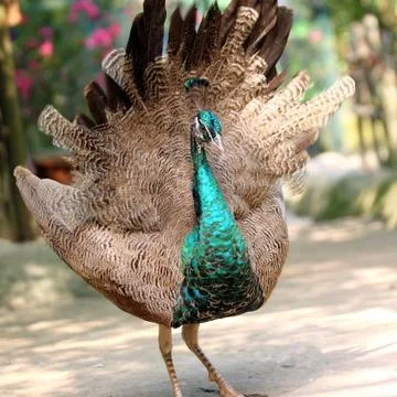 Peacock Stock Photos