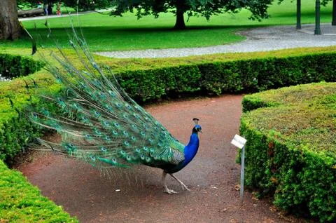Peacock Stock Photos