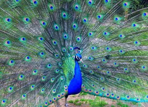 Peacock Stock Photos