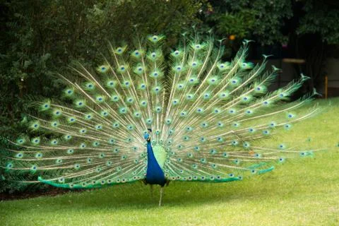 Peacock Stock Photos