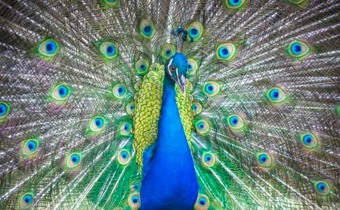 Peacock Stock Photos