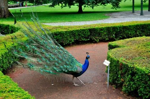 Peacock Stock Photos