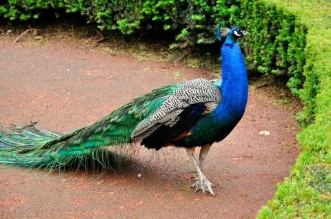 Peacock Stock Photos