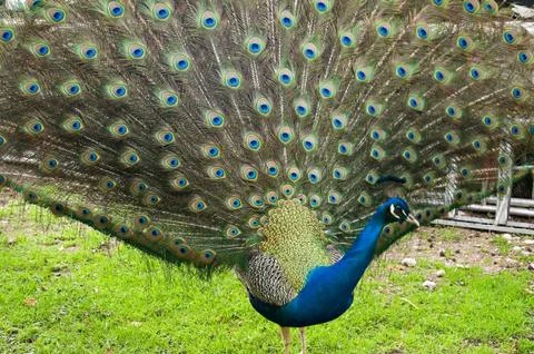 Peacock Foto stock