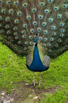 Peacock Stock Photos