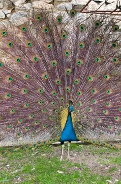 Peacock Stock Photos