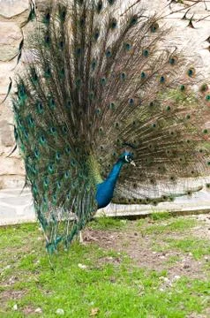 Peacock Stock Photos