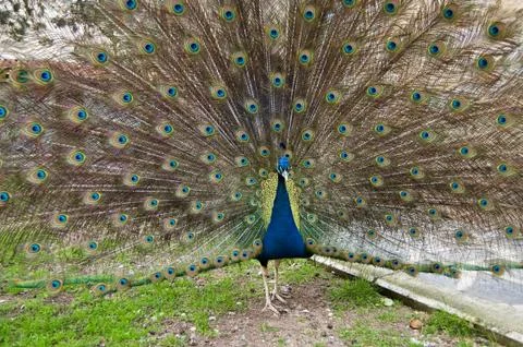 Peacock Stock Photos