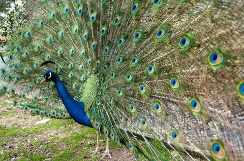 Peacock Stock Photos