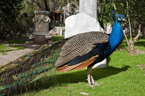Peacock Stock Photos
