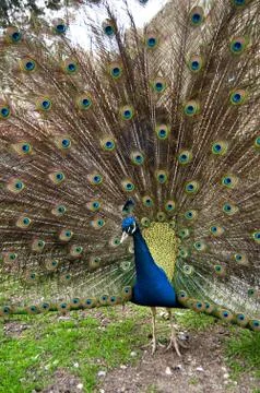 Peacock Stock Photos