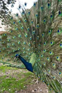 Peacock Stock Photos