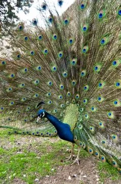Peacock Stock Photos