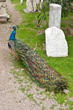 Peacock Stock Photos