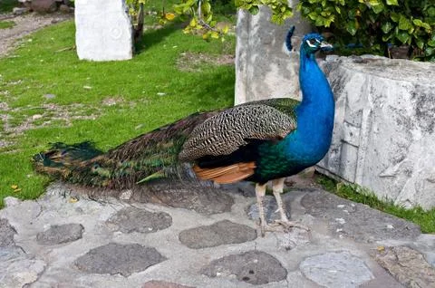 Peacock Stock Photos