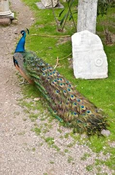 Peacock Stock Photos