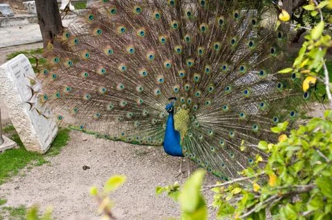 Peacock Stock Photos