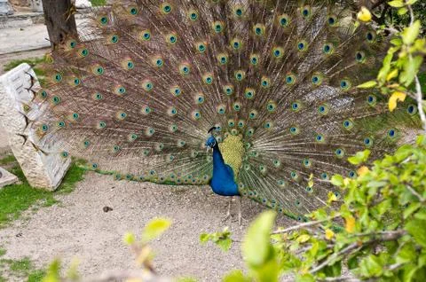 Peacock Stock Photos