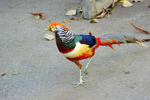 Peacock Stock Photos