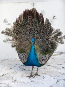 Peacock Fotos de archivo