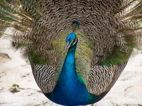 Peacock Stock Photos